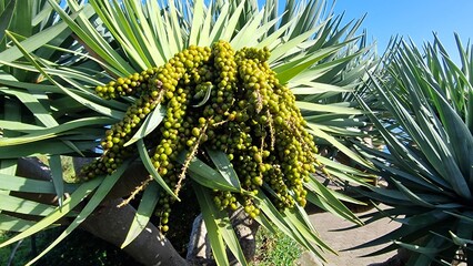 Dracaena draco, commonly known as the dragon tree, is a striking evergreen native to the Canary Islands and Madeira, notable for its thick, umbrella-like canopy and red resin called “dragon’s blood.” 