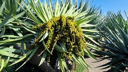 Dracaena draco, commonly known as the dragon tree, is a striking evergreen native to the Canary Islands and Madeira, notable for its thick, umbrella-like canopy and red resin called “dragon’s blood.” 