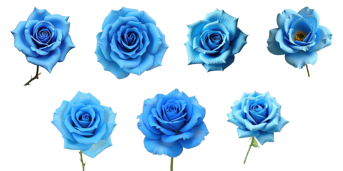 variety of blue roses arranged on transparent background with detailed petals showcasing different angles and shapes highlighting the unique colors and textures of each rose