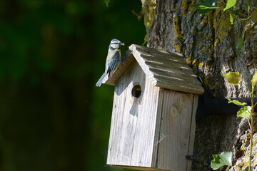 mésange bleue au nichoir