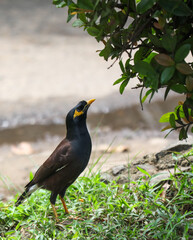 A bird is standing on the grass near a body of water