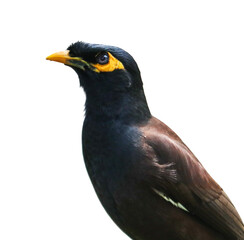 A bird with a yellow beak and yellow eyes is standing on a white background