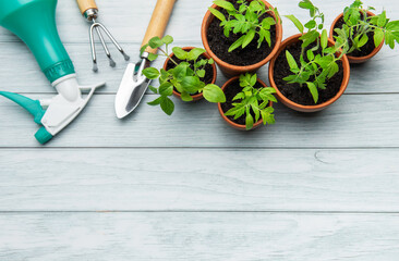 Gardening tools and seedlings on rustic white wooden background