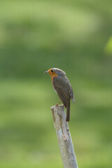 rouge gorge 
