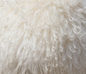 The fur of a white animal is shown in detail, with the texture