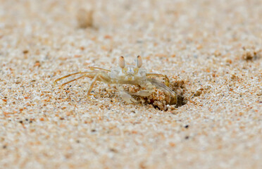 A crab is walking on the sand