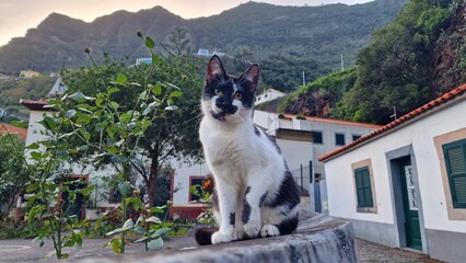 black and white cat in the streets of madeira village