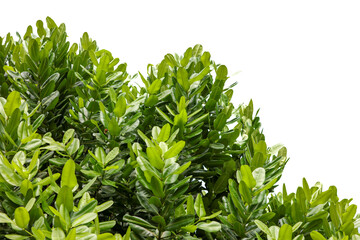 A lush green bush with leaves that are green and shiny