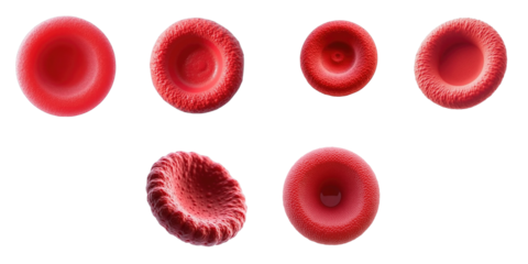 Detailed representation of different types of red blood cells and giant platelet isolated on transparent background showcasing cellular structure and morphology in high resolution