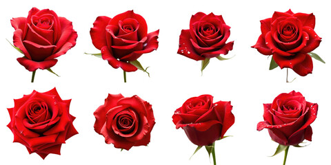 Collection of red roses isolated on transparent background featuring various angles and petal structures with visible water droplets enhancing freshness and detail.