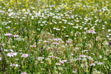 Fototapeta premium Wild flowers growing on a mountain farm field in Spring.