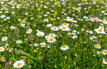 Fototapeta premium Wild flowers growing on a mountain farm field in Spring.