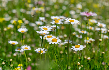 Fototapeta premium Wild flowers growing on a mountain farm field in Spring.