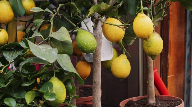Fresh lemons from a lemon tree in a pot in a tranquil garden. Concept of nature's beauty. High quality 4k footage