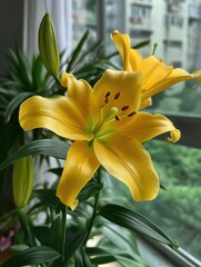 Single yellow lily in full bloom on urban balcony, unopened bud beside it, ideal for botanical studies or calming wallpapers.