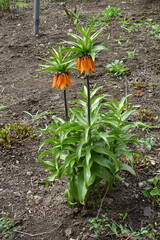 Full length view of two Fritillaria imperialis with orange flowers in April