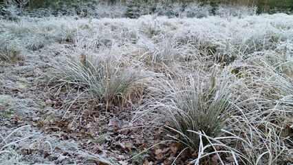frosty grass and frozen pond