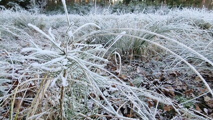 frosty grass and frozen pond