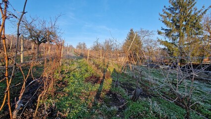 early spring in wineyard