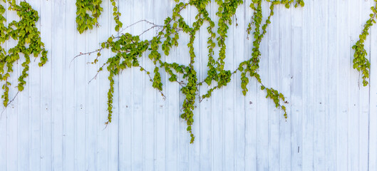 A white wall with green vines growing on it