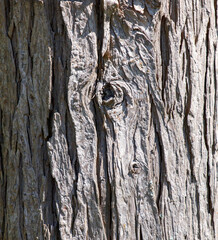 A tree trunk with a hole in it