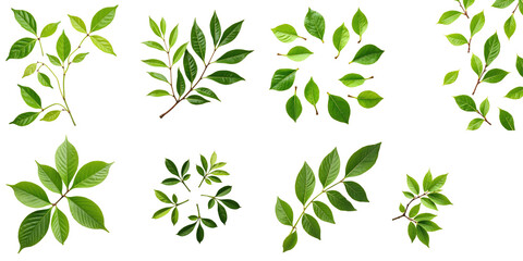 Collection of isolated fresh green plum or tea leaves arranged in various patterns on a transparent background showcasing botanical diversity and intricate details in foliage.