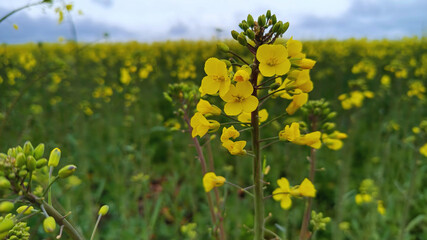 Obraz premium Canola flower field yellow flower closeup macro beautiful nature countryside hd photography background poster banner wallpaper cloudy sky