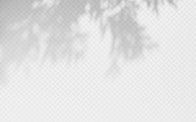Shadow overlay from a tree branch isolated on a transparent background.