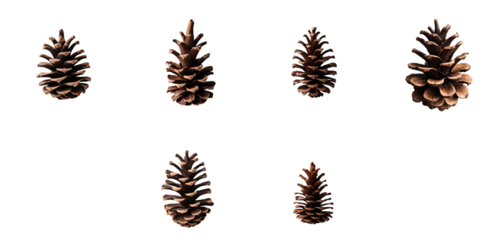 Cedar cones arranged in various positions on a transparent background showcasing the detailed textures and colors of each cone in a clear isolated format.