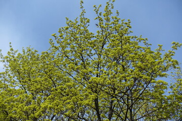 Cloudless blue sky and crown of blossoming Acer platanoides tree in April