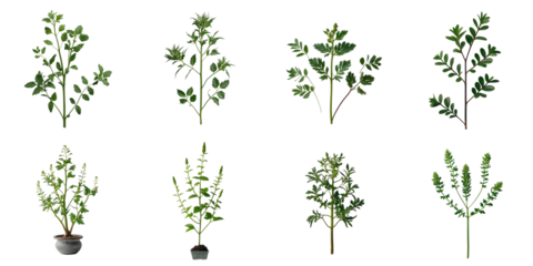 Collection of eight distinct herbal plants including Clitoria ternatea displayed on a transparent background with transparent isolation showcasing their leaves and growth patterns