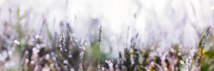 Wild herbs field wide panoramic view