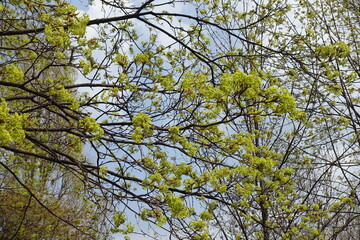 Lots of greenish yellow flowers of Acer platanoides tree against the sky in April
