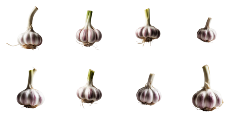 Collection of garlic heads isolated on transparent background featuring multiple angles and orientations showcasing distinct textures and colors of garlic bulbs
