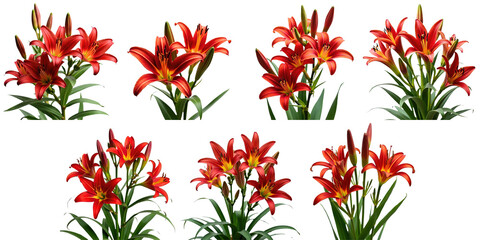 Collection of vibrant red day lilies in various stages of bloom isolated on a transparent background showcasing floral diversity and beauty featuring petals and green foliage. © The 2R Artificiality