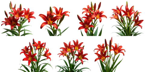 Collection of vibrant red day lilies in various stages of bloom isolated on a transparent background showcasing floral diversity and beauty featuring petals and green foliage.