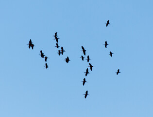 A flock of birds flying in the sky