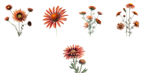 Gaillardia flower collection with multiple variations isolated on transparent background featuring vibrant colors and distinct shapes showcasing summer wildflowers.