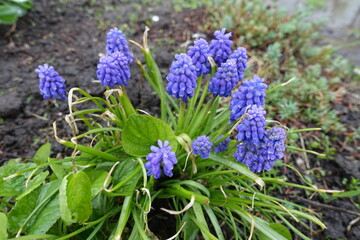 Close shot of blue flowers of Muscari armeniacum in April