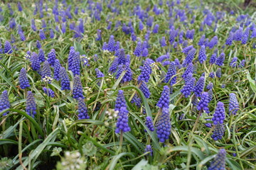 Obraz premium Countless blue flowers of Muscari armeniacum in April