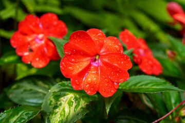 Close-up of a red New Guinea impatiens (Impatiens hawkeri) flower with moist water droplets