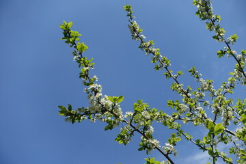 Clear blue sky and branches of blossoming cherry tree in May