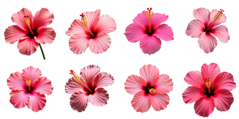 Multiple close-up images of pink hibiscus flowers arranged in a grid format with varying orientations on a transparent background, fully isolated on a transparent background.