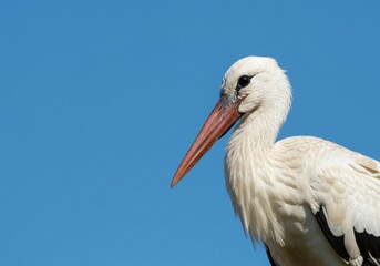 Portrait of a white stork with a long beak against a serene blue sky