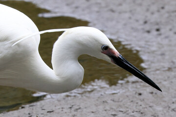 都心散歩　美形のシロサギ