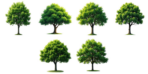Collection of six isolated green trees with various shapes and sizes on a transparent background ideal for botanical education and design purposes.