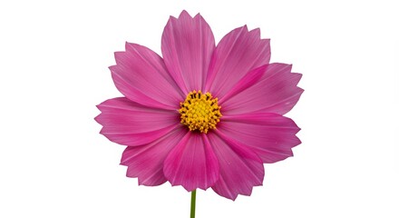 Radiant magenta cosmos flower with a vibrant yellow center on white backdrop