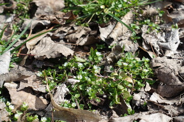 Dead leaves and stellaria media with white flowers in April