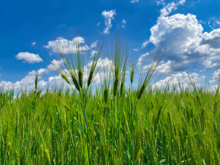 Close-up of green wheat or barley field under a blue sky with white clouds. Agricultural landscape with young cereal crops in summer, representing farming and natural growth.