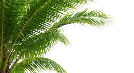 Fototapeta premium Exotic Coconut Palm Fronds Against a Pristine White Backdrop Setting a Tropical Mood